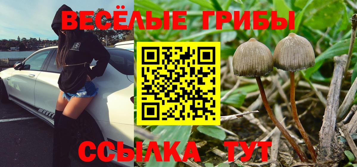 Псилоцибиновые грибы Psilocybe Шелехов
